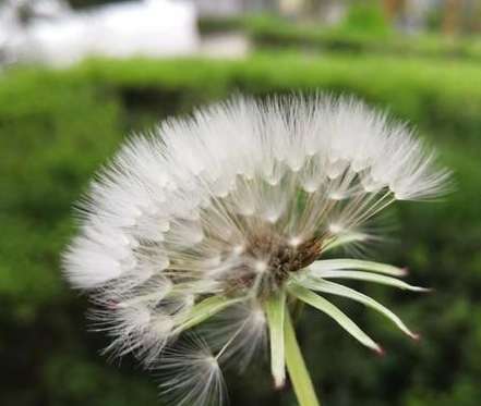 象徵思念的花 象徵思念的花