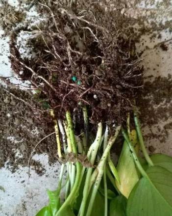 植物爛根原因 植物爛根原因
