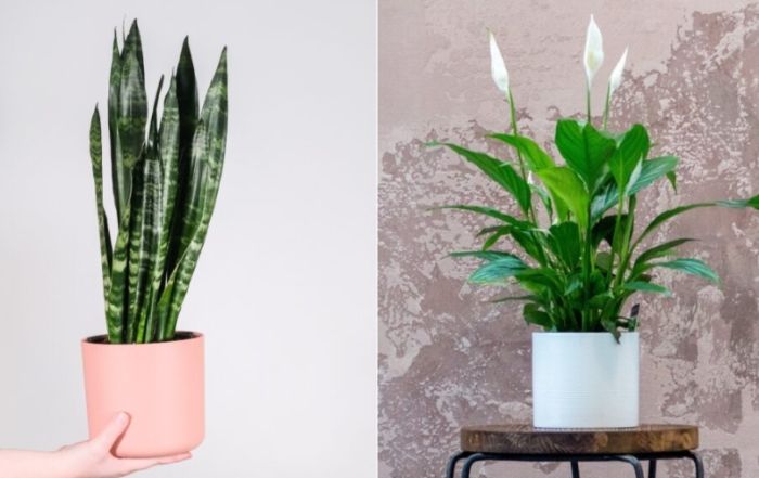 小型水培植物 小型水培植物