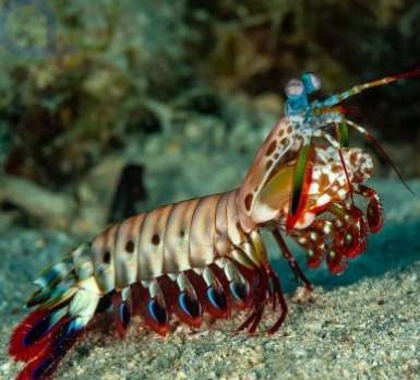 螳螂蝦飼養 螳螂蝦飼養