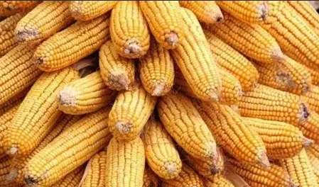 玉米應用 玉米應用