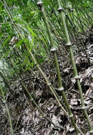 竹子樹種植 竹子樹種植