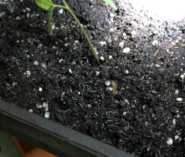 白色菌絲堆肥 白色菌絲堆肥