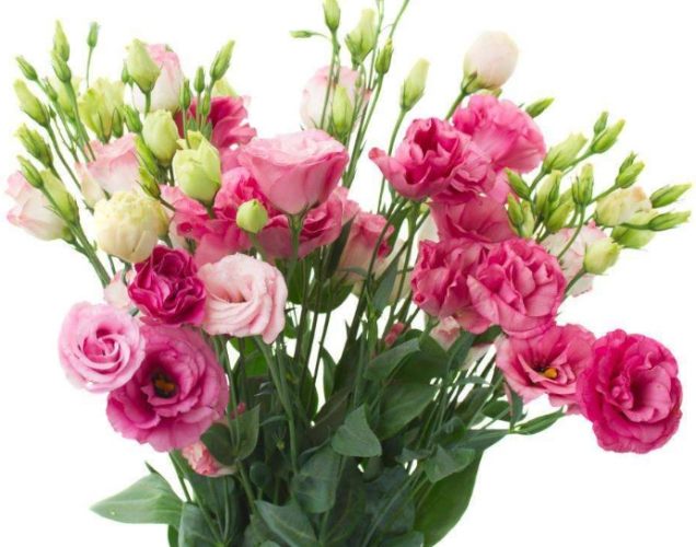 台灣青春花卉 台灣青春花卉