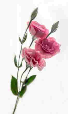 桔梗花種植方法