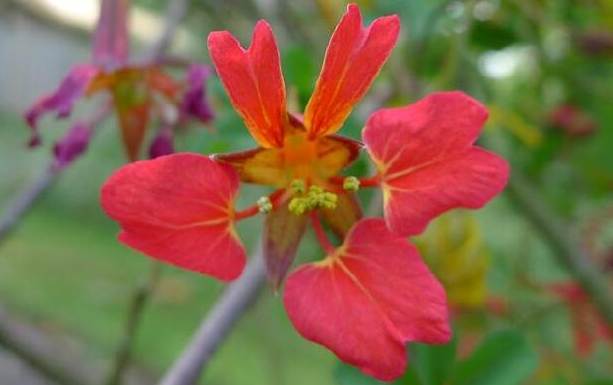 旱金蓮栽培技巧