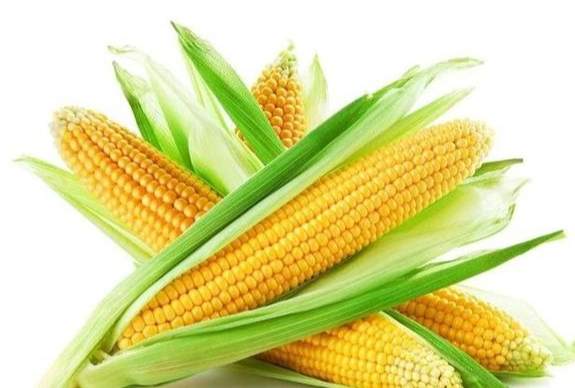 玉米營養價值 玉米營養價值