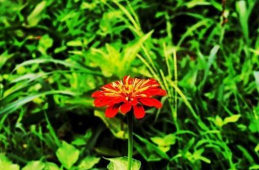 思念植物種類 思念植物種類