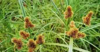 莎草屬 種類