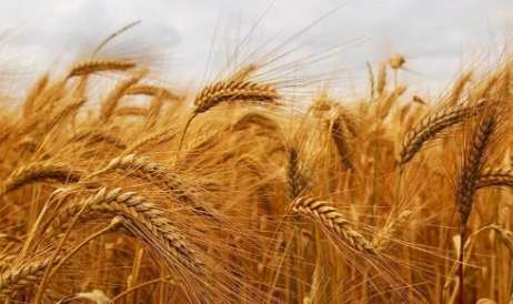 禾本科作物種類