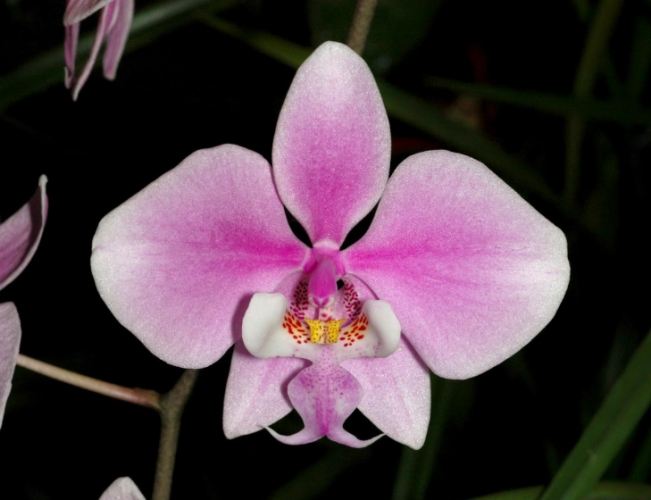 花梗芽繁殖 花梗芽繁殖