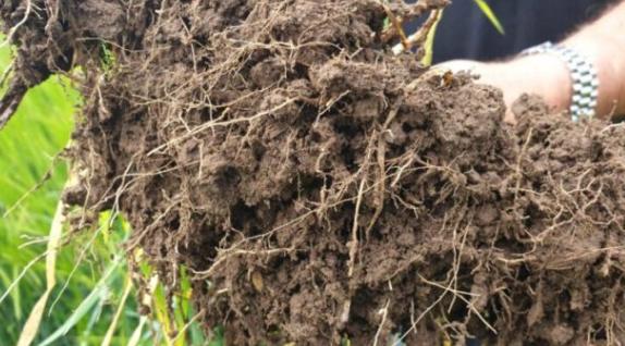 有機肥長蛆處理