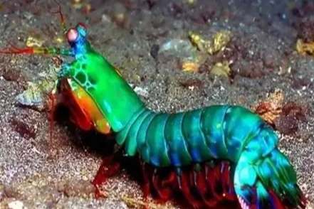 雀尾螳螂蝦飼養