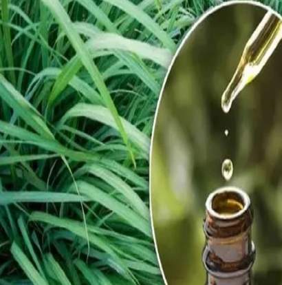 禾本科精油功效 禾本科精油功效