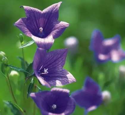 桔梗花養護技巧