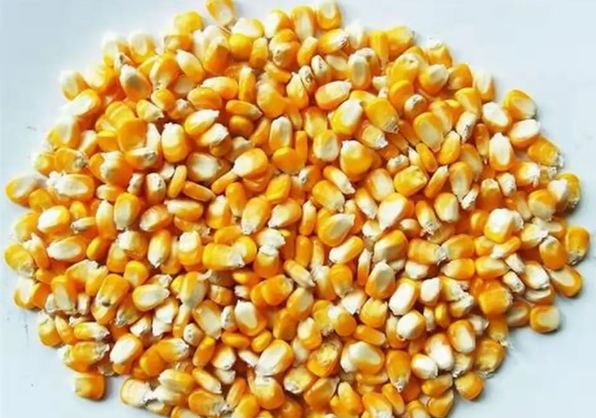 玉米應用 玉米應用