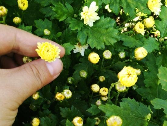 菊花杞子茶功效 菊花杞子茶功效