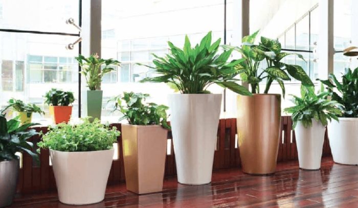 好養盆栽 好養盆栽