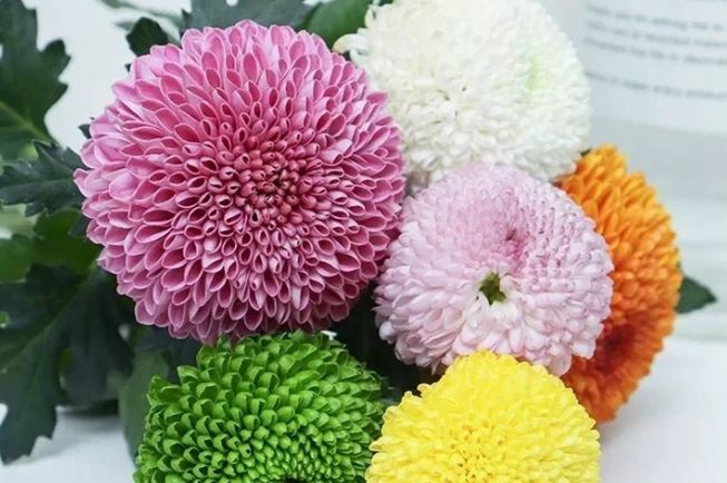 台灣菊花品種 台灣菊花品種