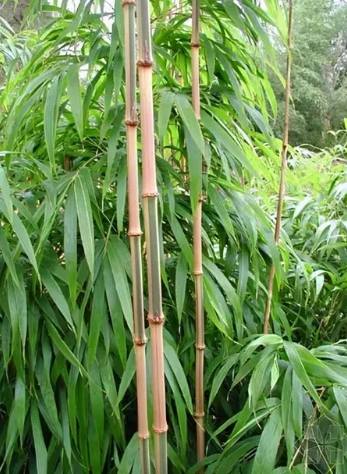 竹子種類