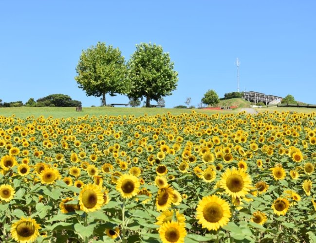 花語象徵意義 花語象徵意義