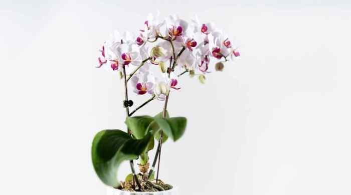 蘭花板植技巧 蘭花板植技巧