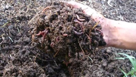 有機肥生蟲預防