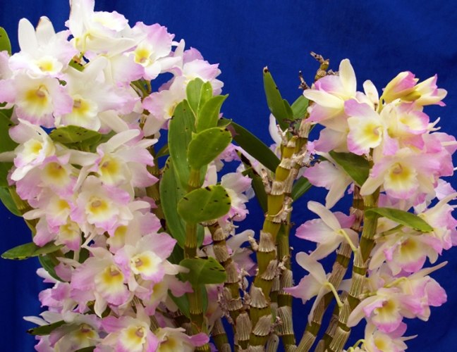 蘭花斷枝修復 蘭花斷枝修復