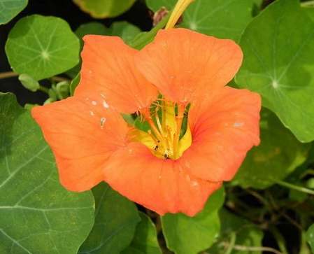 旱金蓮照顧秘訣