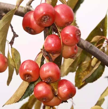海棠樹果實營養