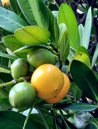 福木栽培方法 福木栽培方法