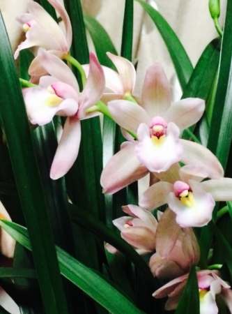 蘭花開花後照顧