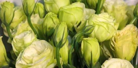 桔梗洋桔梗區別