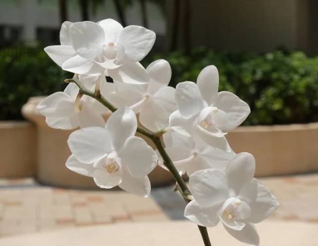 蘭花交配 蘭花交配