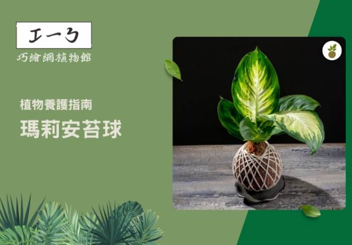 瑪麗安植物養護 瑪麗安植物養護