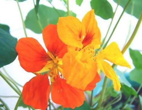 旱金蓮種植方法