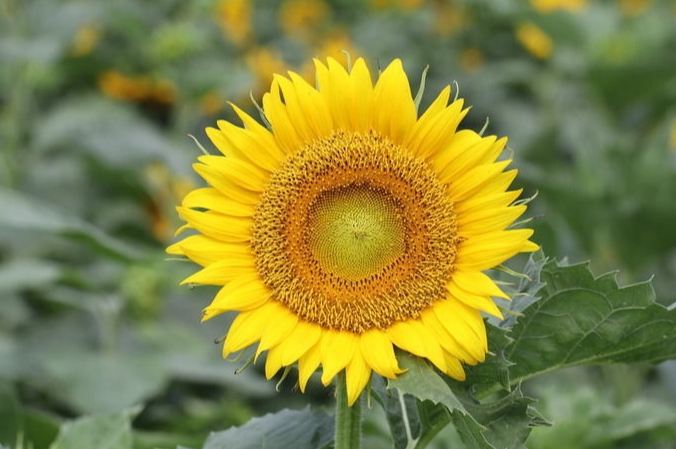 花瓣數量規律 花瓣數量規律