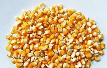 玉米果實種子