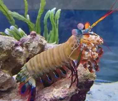 螃蟹食用方法 螃蟹食用方法