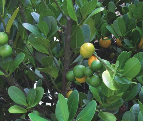 福木果實收成 福木果實收成