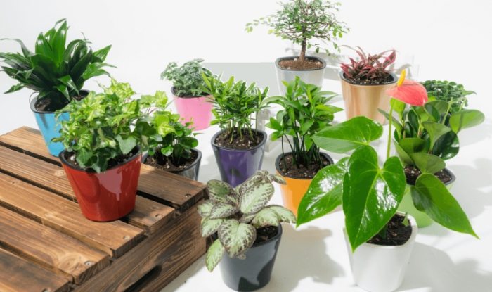 辦公室植物 辦公室植物