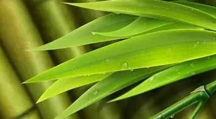 竹葉用途