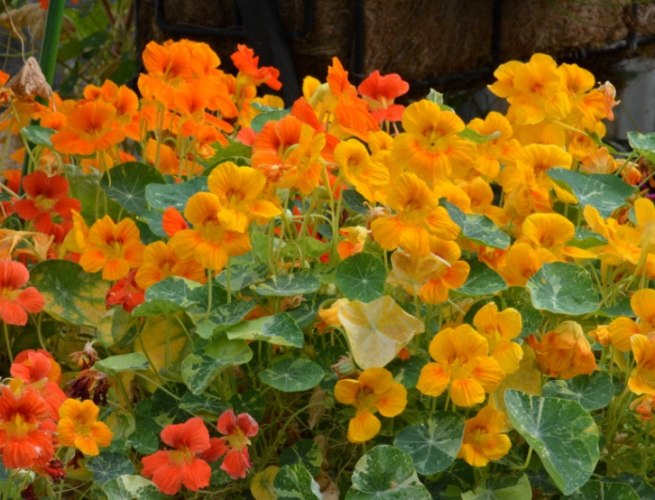 金蓮花茶泡法 金蓮花茶泡法