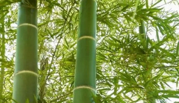 竹子成長快慢
