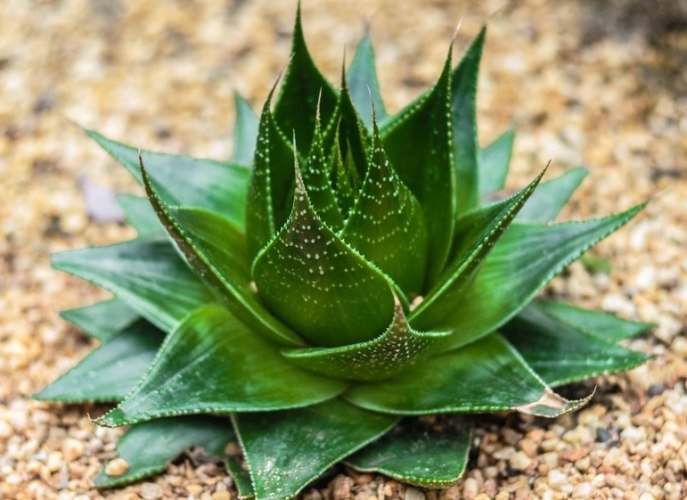 植物莖變白處理