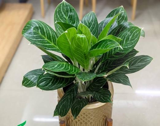 瑪麗安萬年青繁殖