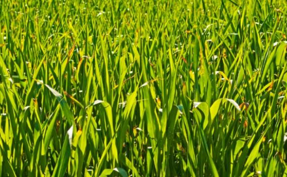 禾本科植物 禾本科植物