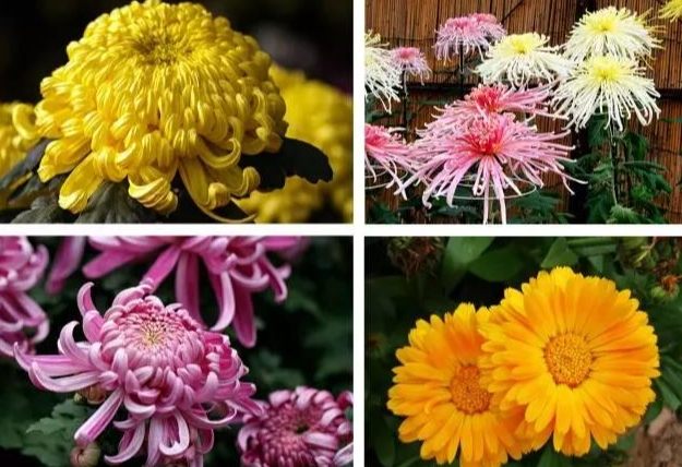 台灣菊花品種 台灣菊花品種