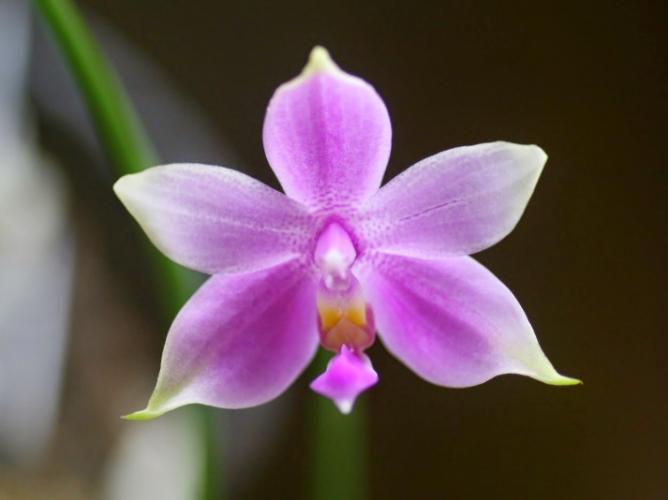 花梗芽繁殖 花梗芽繁殖