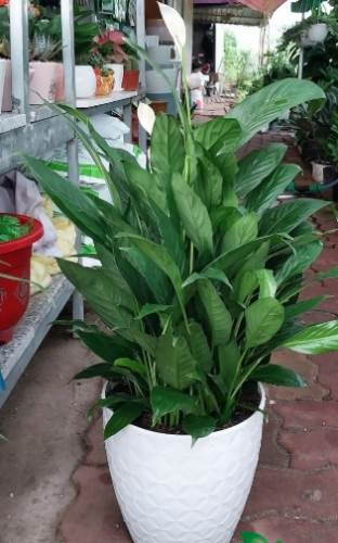 瑪麗安萬年青病蟲害